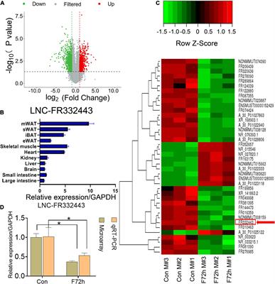 Long Non-coding RNA 332443 Inhibits Preadipocyte Differentiation by Targeting Runx1 and p38-MAPK and ERK1/2-MAPK Signaling Pathways